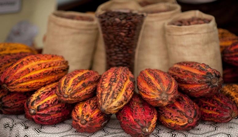 Forest Treasures & Cacao | A Sensory Immersion into the Flavors of the Amazon