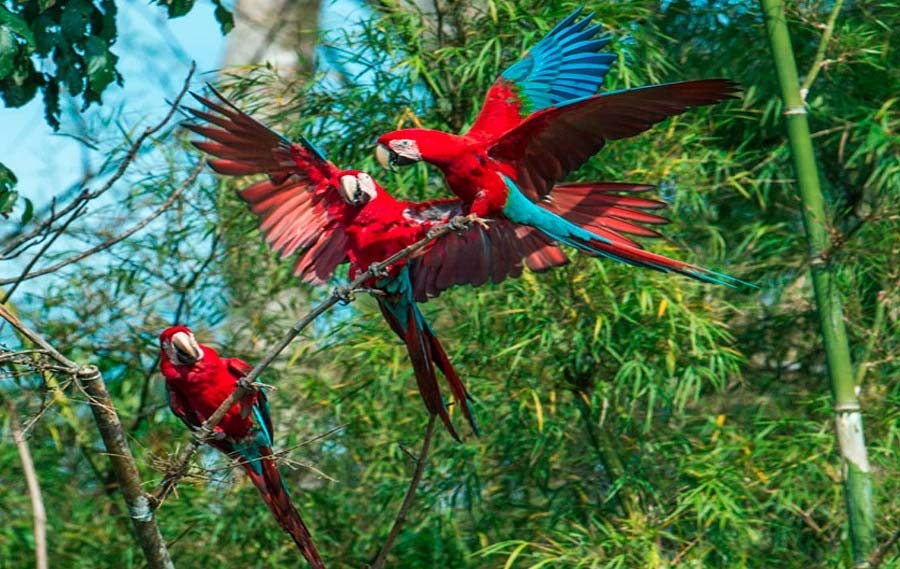 Sandoval Lake & Macaws | A Symphony of Colors from Mirror-Surface Lake to Clay Licks