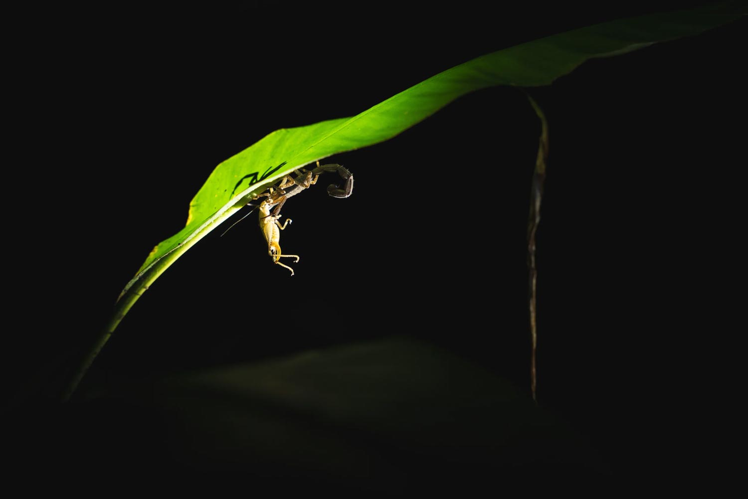 Magic Tambopata | Heartbeat Connection of River Flow & Virgin Forest